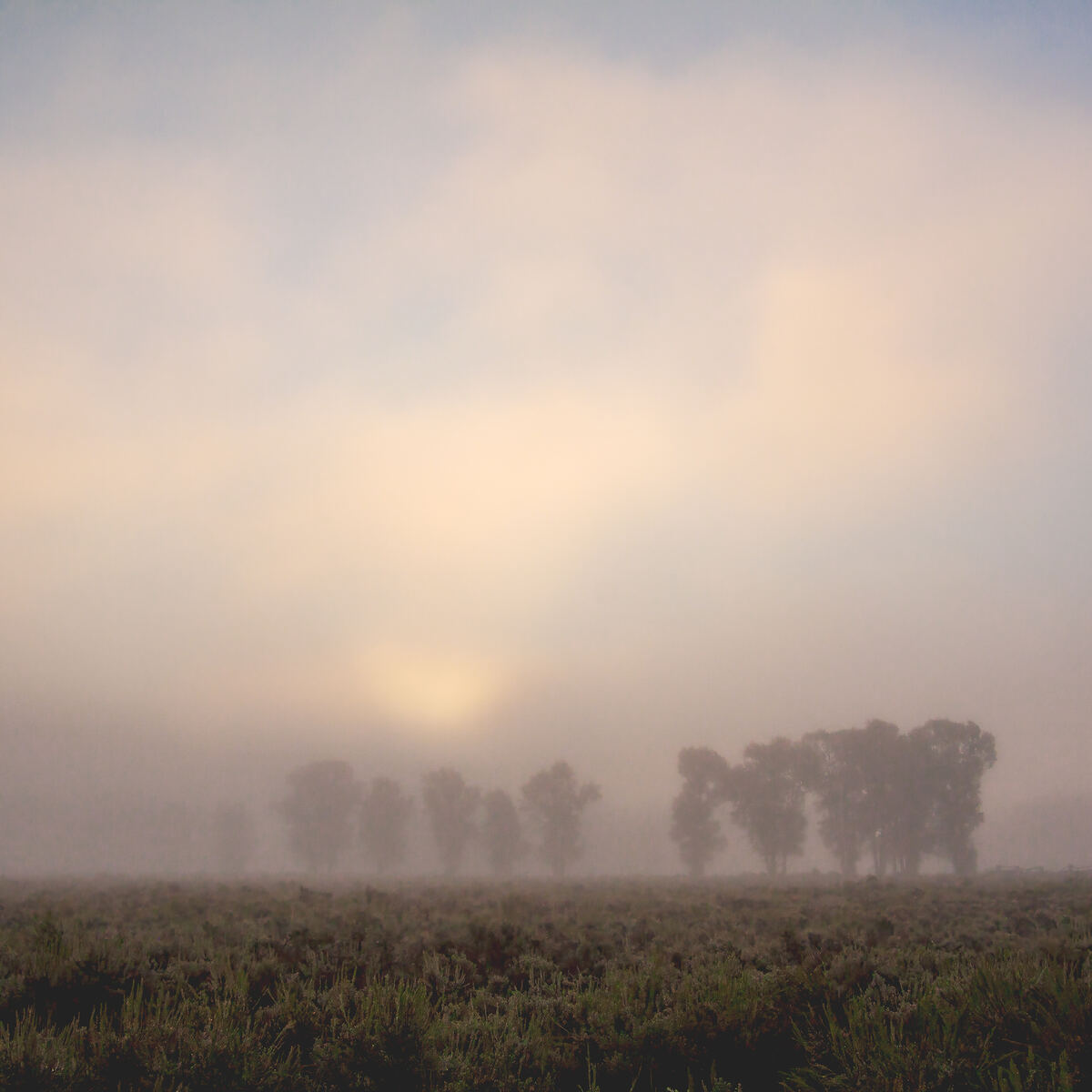 Morning Fog